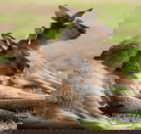 Private Ballarat and Sovereign Hill Tour from Melbourne - Restaurant Darwin