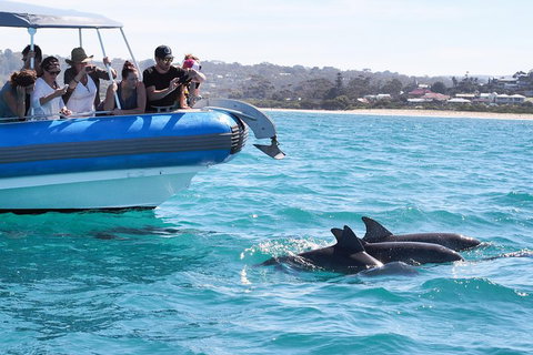 Seal Island Boat Tour From Victor Harbor - Restaurant Darwin 5