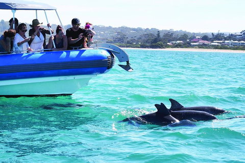 Southern Ocean Adventure From Victor Harbor - Restaurant Darwin 2