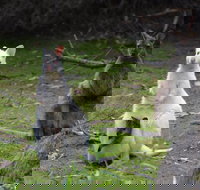 Full-Day Guided Bruny Island Tour from Hobart - Restaurant Darwin