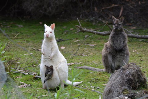Full-Day Guided Bruny Island Tour From Hobart - Restaurant Darwin 0