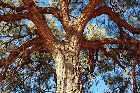 Mount Conner 4WD Small Group Tour From Ayers Rock Including Dinner - Restaurant Darwin 3