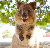 Discover Rottnest with Ferry  Bus Tour from Perth or Fremantle - Restaurant Darwin