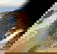 Melbourne Super Saver Great Ocean Road  Phillip Island  Attraction Pass - Restaurant Darwin