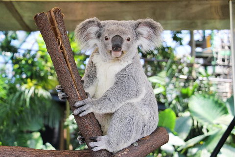 Cairns ZOOM And Wildlife Dome - Restaurant Darwin 0