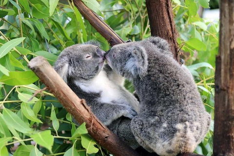 Classic Kuranda By Skyrail And Scenic Railway Including Rainforestation, Koala And Wildlife Park And Pamagirri Aboriginal Experi - Restaurant Darwin 3