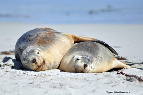 NEW TOUR - Kangaroo Island Road To Recovery Tour (1 Day/1 Night) - Restaurant Darwin 1