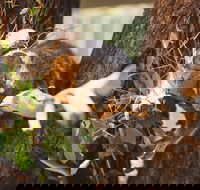 Melbourne City Tour and Phillip Island in One Day - Restaurant Darwin