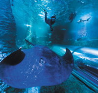 Snorkel with Sharks at AQWA - Restaurant Darwin