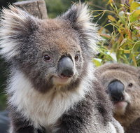 Kuranda Koala Gardens and Birdworld Admission Tickets - Restaurant Darwin