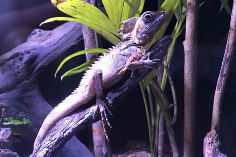 Cairns Aquarium Admission Ticket - Restaurant Darwin 0
