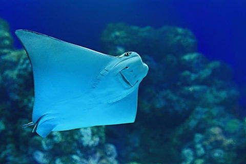 Cairns Aquarium Admission Ticket - Restaurant Darwin 2