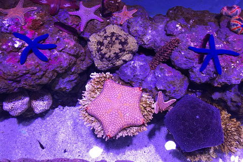 Cairns Aquarium Admission Ticket - Restaurant Darwin 5