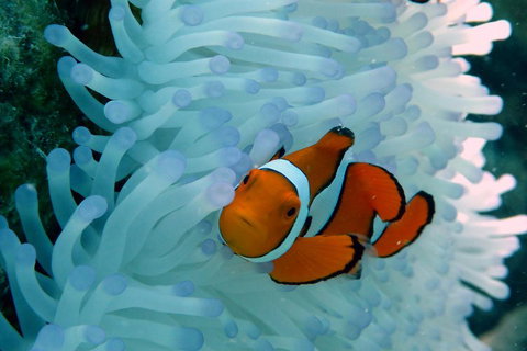 Seastar Luxury Outer Great Barrier Reef Island And Reef Tour From Cairns - Restaurant Darwin 0