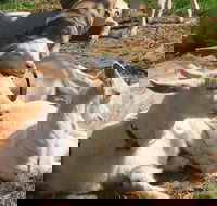 Mornington Peninsula Winery Tours with Cheese Chocolate Tastings from Melbourne - Restaurant Darwin