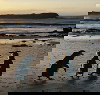 Phillip Island Penguin Parade Day Trip with Koala Conservation Reserve Visit - Restaurant Darwin