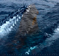 Phillip Island Whale Watching Tour - Restaurant Darwin