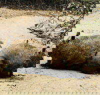 Phillip Island Penguin Parade Brighton Bathing Boxes and Wildlife Park Tour - Restaurant Darwin