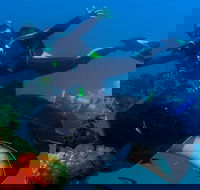Scuba Dive the S.S. Yongala Wreck on the Great Barrier Reef. - Restaurant Darwin