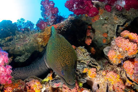 Scuba Dive The S.S. Yongala Wreck On The Great Barrier Reef. - Restaurant Darwin 1