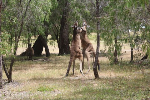 Margaret River Coastal And Wildlife Eco Trip From Busselton Or Dunsborough - Restaurant Darwin 1